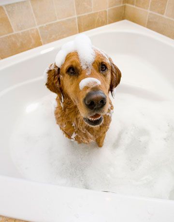 куче във вана